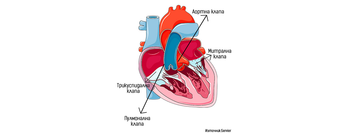 Кога се налага операция за смяна на сърдечна клапа